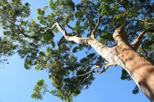 Brisbane tree specialists